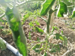 nœud dans la tige du plant de tomate