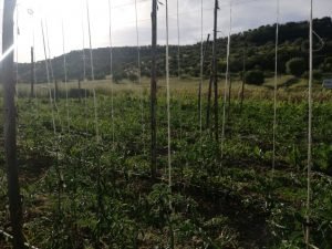 Suporte para tomates com plantas em crescimento