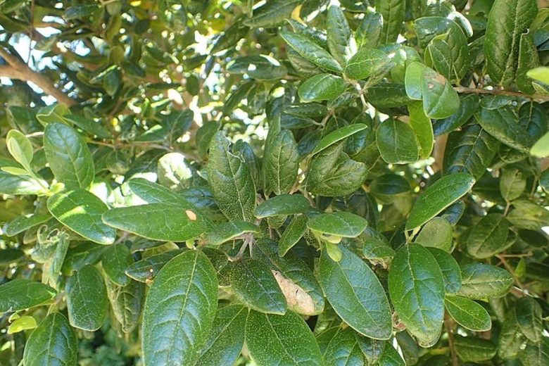 Boldo leaf