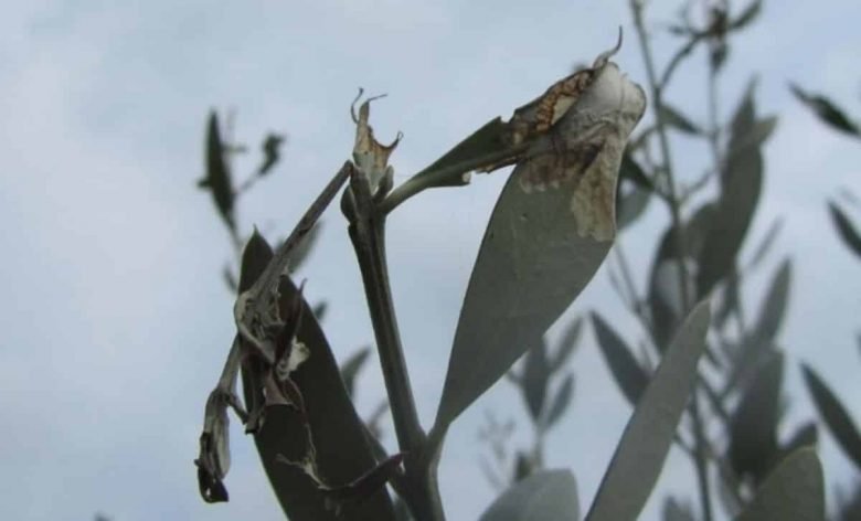 Der Schaden von Margaronia am Olivenbaum