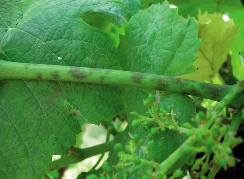 powdery mildew damage of the vine on a branch