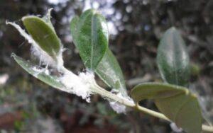 Olive tree cotonello (Euphyllura olivina).  Damage and biological defense