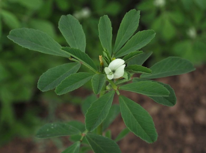 Fenugreek-trigonella flower