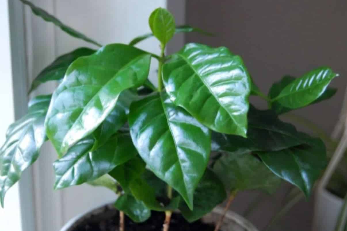 Blätter der Kaffeepflanze