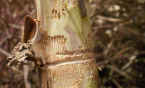 The fleotribo (or olive weevil).  Damage and prevention