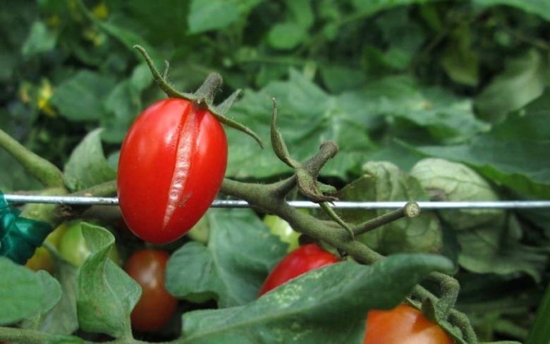 Het splitsen van tomaten