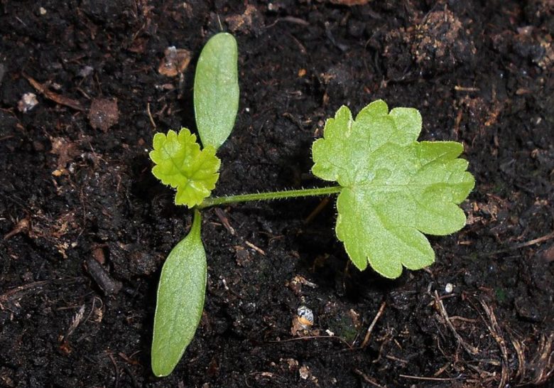 parsnip-young-seedling