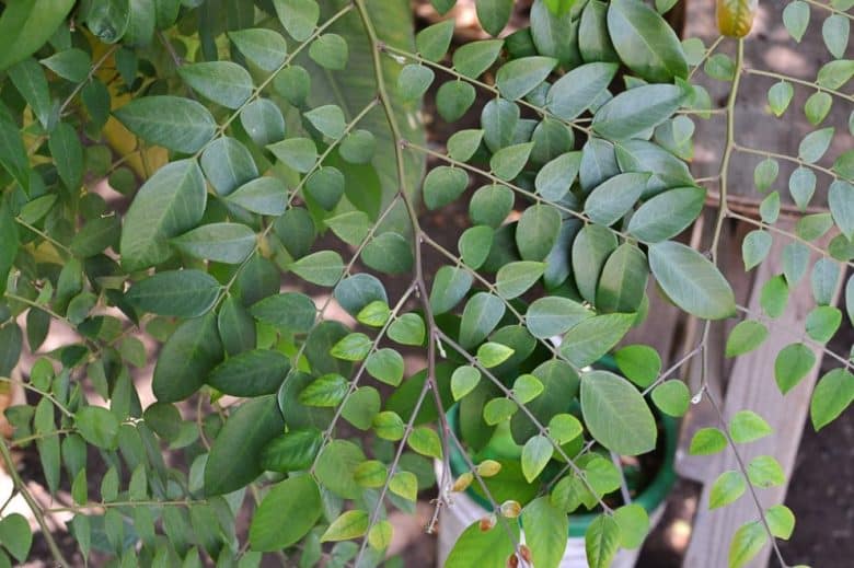 carambola leaves