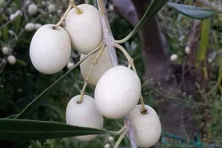 Aceitunas blancas en la planta