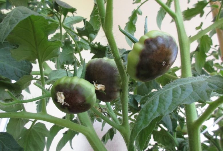 Zwarte tomaten hieronder