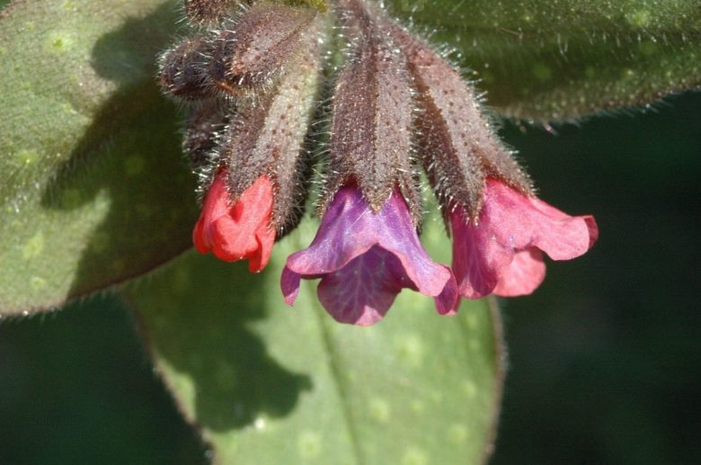Pulmonaria officinalis flowers