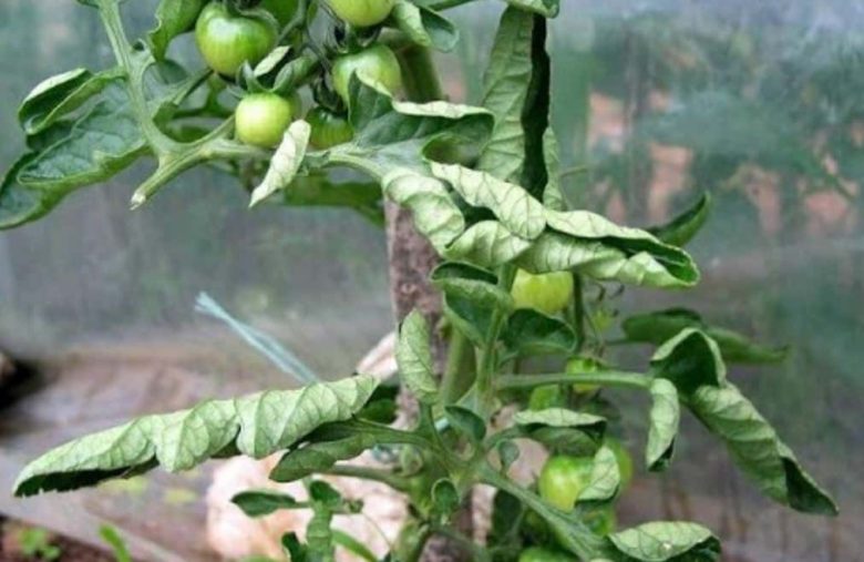 Leaf curling of the tomato