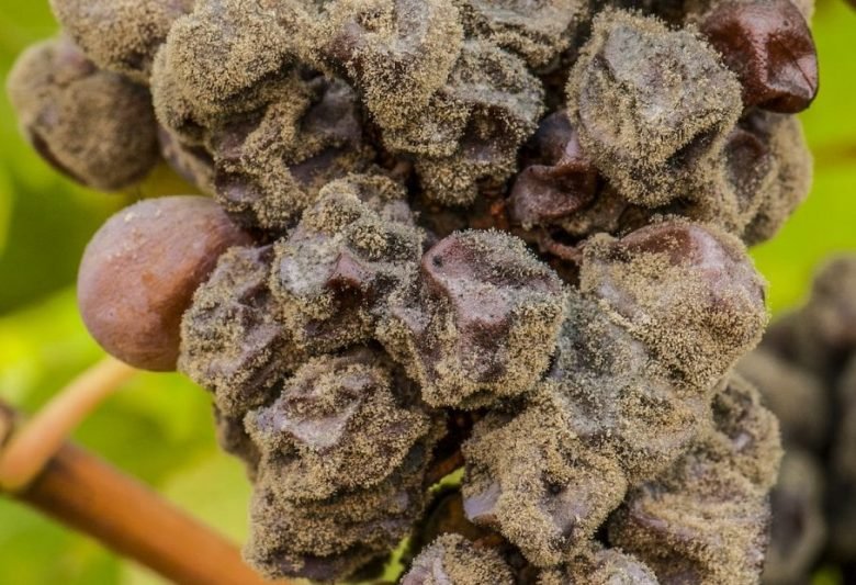 Gray mold of the vine