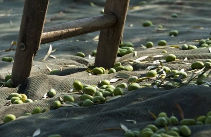 Récolte des olives avec des filets