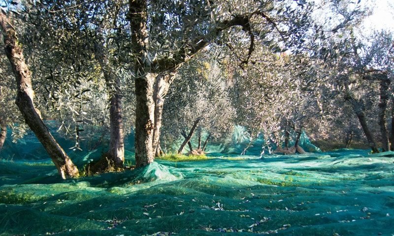Netze zum Sammeln von Oliven