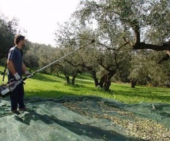 Shaker to harvest the olives