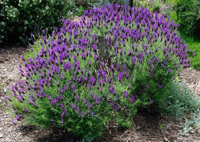 Wild lavender bush
