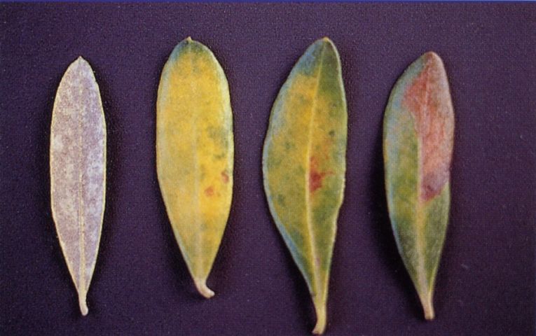 cara superior de las hojas afectadas por cercosporiosis del olivo