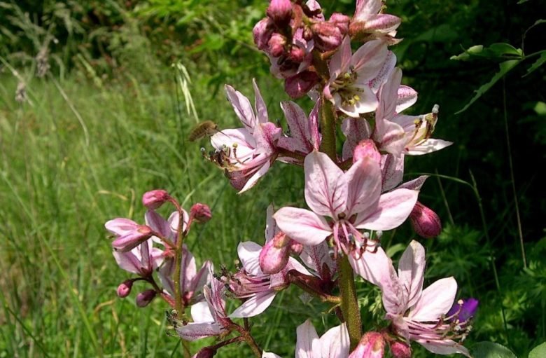 Ditamus-Blüten