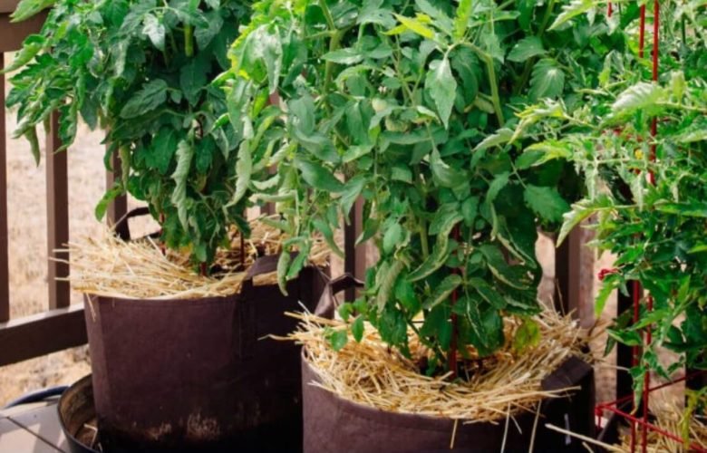 Mulch with straw on potted tomatoes