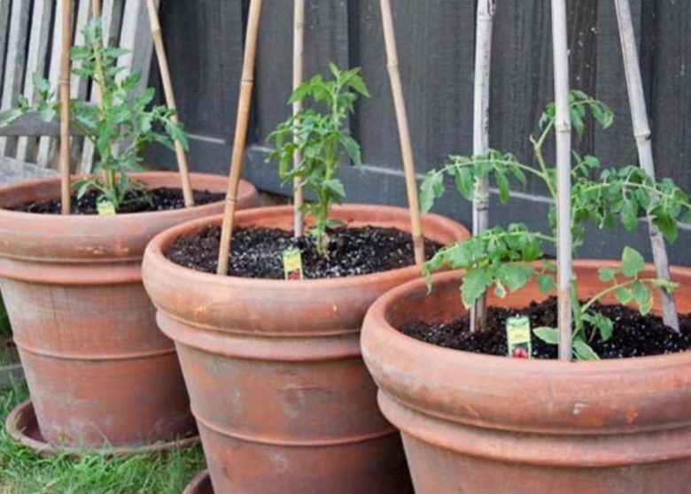 Bamboestokken op tomaten geplant in potten