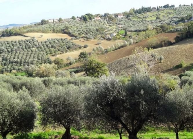 Olivo coltivato e vaso