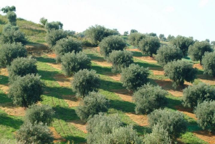Culture d'oliviers modernes