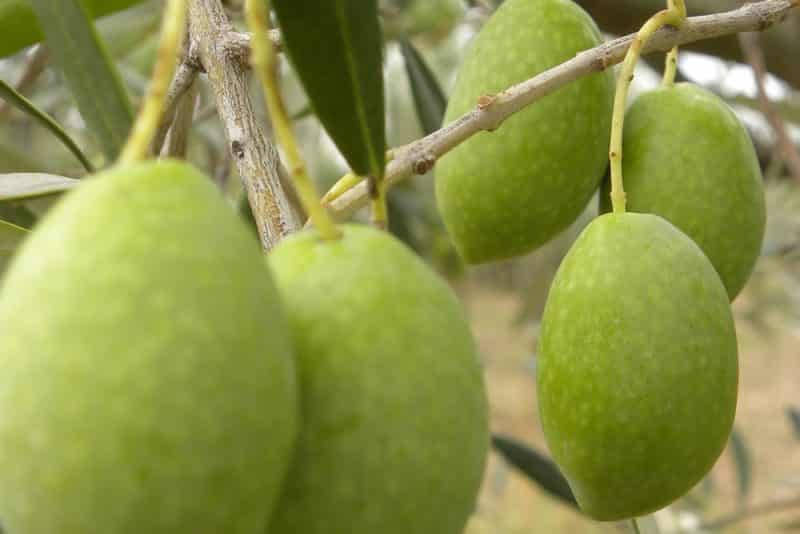 Oliva variedade bela de Cerignola