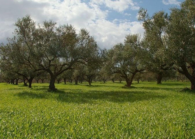Ernte eines Olivenbaums mit Erbsen