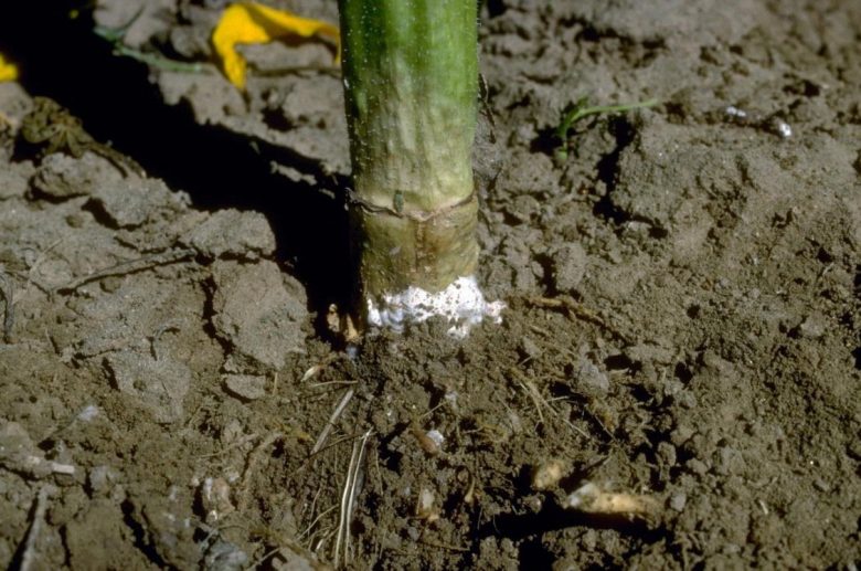 Plant affected by sclerotinia