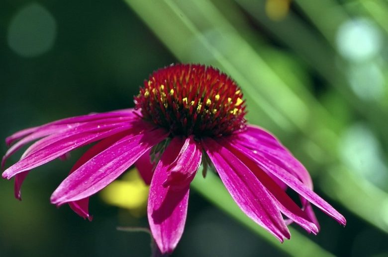 echinacea-purpura