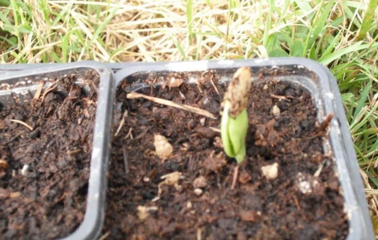 Seed just sprouted in seedbed