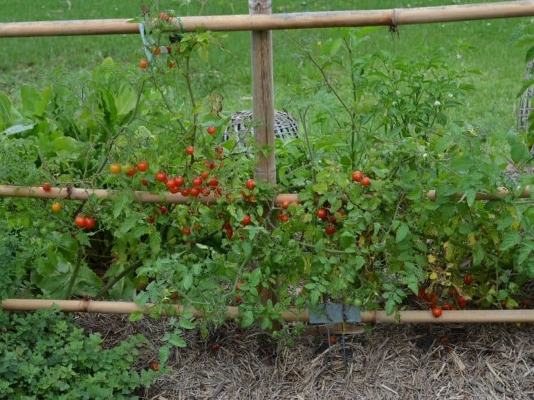 Tomatoes tied after transplanting
