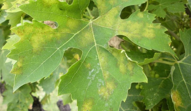 Downy mildew of the vine on leaf