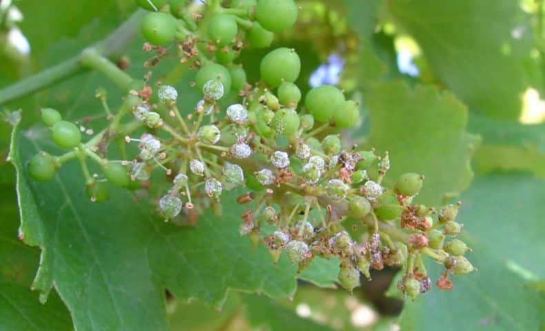Downy mildew of the vine on the berries