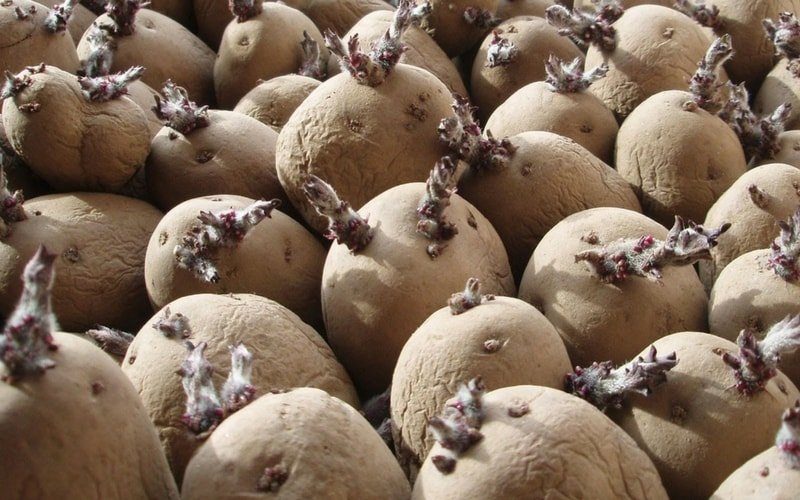 Batatas prontas para transplante