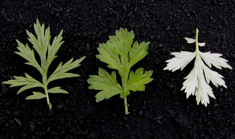 Folhas de artemísia comuns