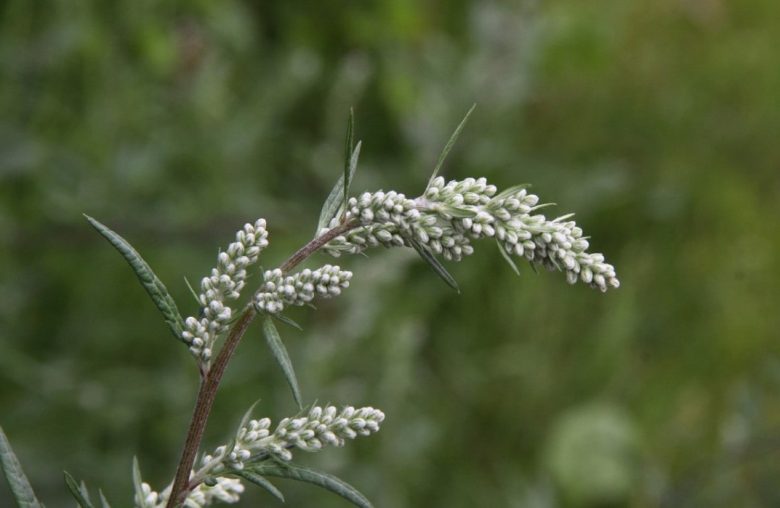 Fiore di Artemisia vulgaris