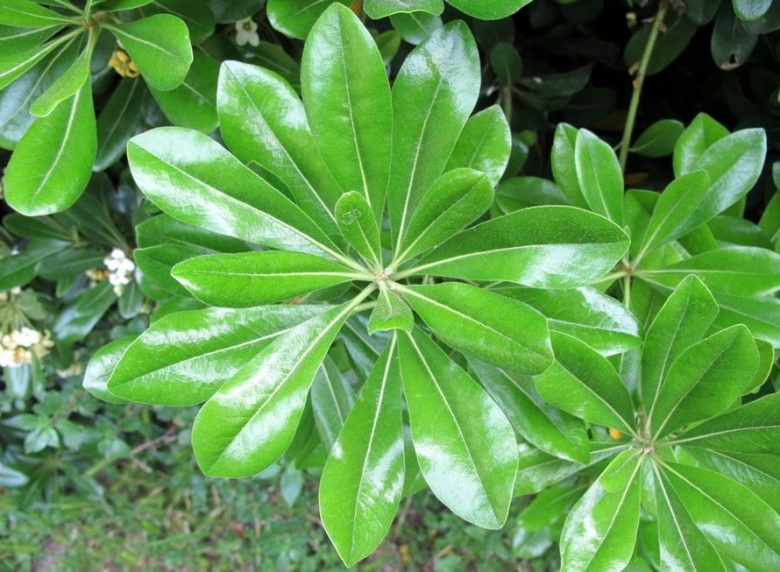 hojas de pitósforo