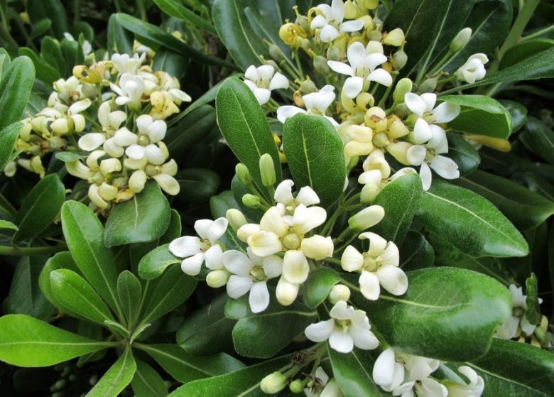 Pittosporum-Blüten