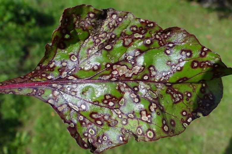Leaf-affected-by-beet-cercosporiosis