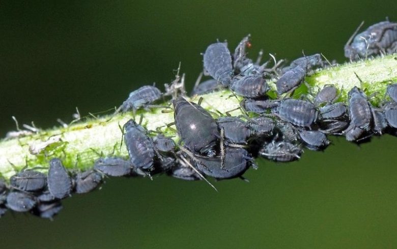 黑豆蚜虫