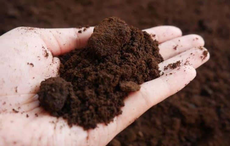 Coffee-grounds-to-fertilize