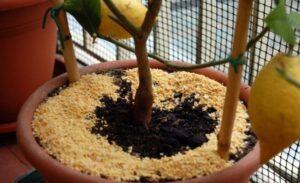 Wie man gemahlene Lupinen verwendet, um Pflanzen zu düngen