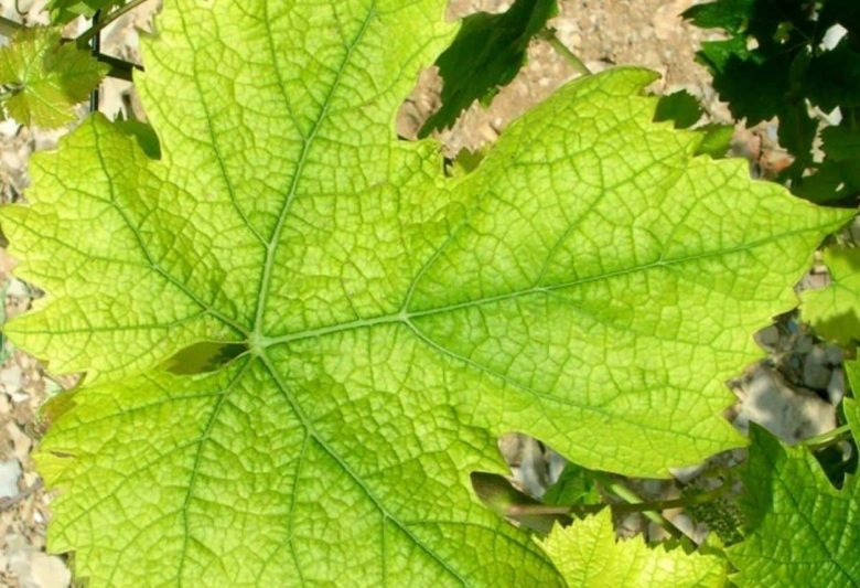 Yellowed vine leaf