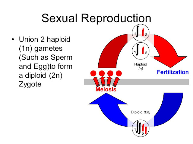 Reproduction sexuée