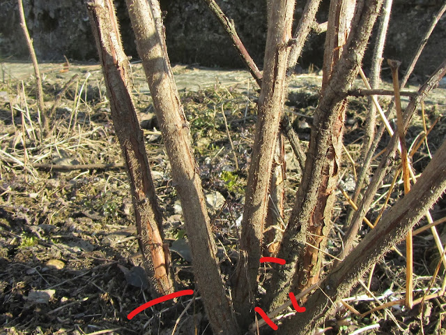 Pruning 2 Years Raspberry Branches