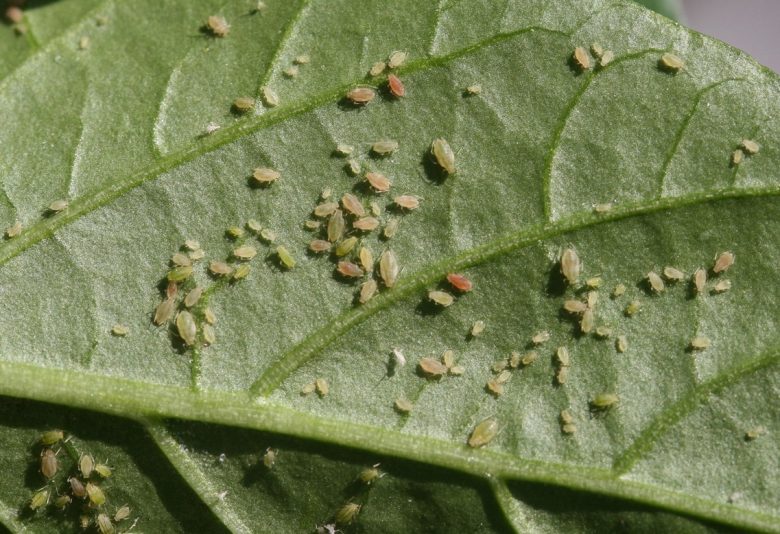 The damage of the green peach aphid