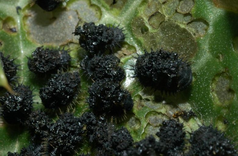 Larvas de alcachofa cassida