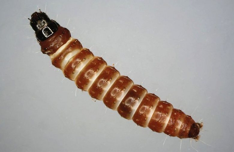 Larva of anarsia lineatella